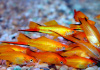 Меченосец Золотая комета (Xiphophorus helleri Golden)