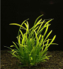 Сагиттария стрелолист (Sagittaria subulata)