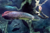 Арапаима гигантская (лат. Arapaima gigas) 10-15 см (малек)