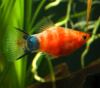 Пецилия красное сердце (Xiphophorus maculatus Bleeding Heart Platy)
