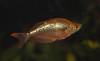 Глоссолепис красный (Glossolepis incisus)
