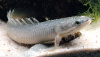 Полиптерус Сенегальский (Polypterus senegalus) 5-6 см 