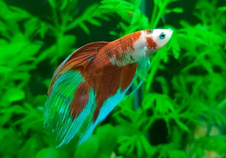 Петушок Вуалехвостый кои самец (Betta-male-Veiltail-coi-)