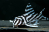 Номерной сом L046 Гипанциструс Зебра (лат. Hypancistrus Zebra)