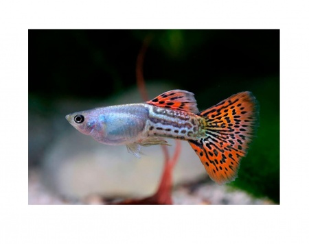 Гуппи красная кобра (Guppy Cobra red)
