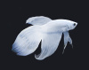 Петушок Вуалехвостый белый платиновый самец (Betta-splendens-platinum-Veiltail-white)