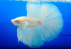 Петушок Халф Мун белый самец (Betta male Halfmoon white)