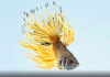 Петушок Коронохвостый желтый самец (Betta-male-crown-tail-Yellow)