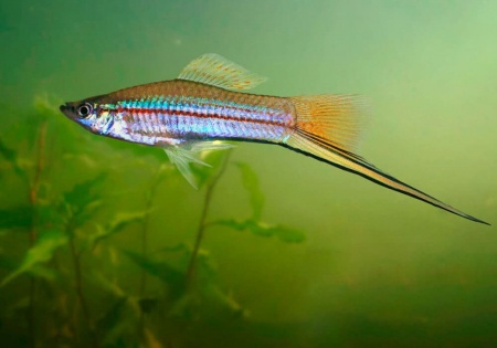Меченосец Геллера зеленый (Xiphophorus helleri Green)