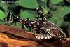 Агамикс Звездчатый сом (Agamyxis albomaculatus) 