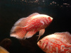 Цихлида Астронотус вуалевый тигровый альбинос (astronotus-ocellatus-long-finned albino)