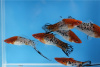 Меченосец Геллера кои ситец (Xiphophorus helleri Calico Koi)