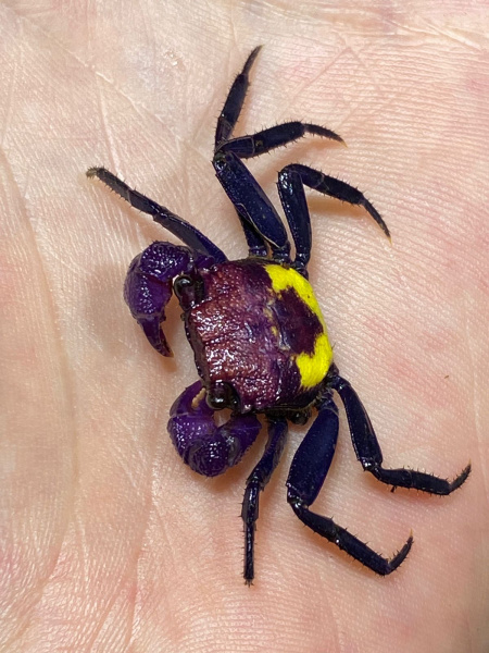 Краб Вампир Триколор  САМЕЦ   (Geosesarma bicolor sp. Yellow  female)