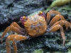 Краб Тиоманикум Неон  Диско  (Geosesarma tiomanicum sp. Neon) САМЕЦ