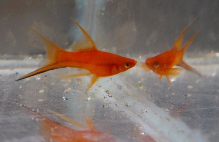 Меченосец Геллера красный лирохвостый (Xiphophorus helleri Red Lyretail)