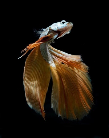 Петушок Халф Мун золотой самец( Betta male Halfmoon gold)