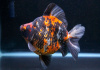 Риукин трехцветный короткохвостый (Goldfish Ryukin tricolour short tai)