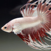 Петушок Коронохвостый Платиново  Красная Бабочка (Betta Male MILKY RED DRAGON BUTTERFLY)