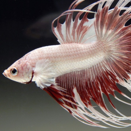 Петушок Коронохвостый Платиново  Красная Бабочка (Betta Male MILKY RED DRAGON BUTTERFLY)
