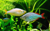 Радужница Неоновая (Melanotaenia Praecox)