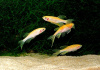 Данио рерио золотой (Danio rerio gold)