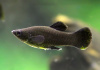 Моллинезия черная  (Poecilia sphenops Black Molly)