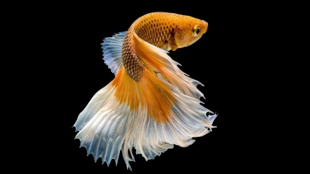 Петушок Халф Мун желтый бабочка самец (Betta splendens Halfmoon Yellow Butterfly)
