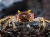 Краб Вампир Орхидея  (Geosesarma sp.) Orchid Vampire Crab