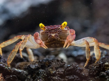 Краб Вампир Орхидея  (Geosesarma sp.) Orchid Vampire Crab