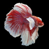 Петушок Халфмун Дамбо красный самец (betta-dumbo-red-male))