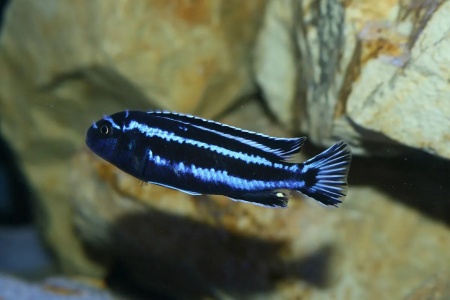 Цихлида Меланохромис Майнгано (Pseudotropheus cyaneorhabdos)