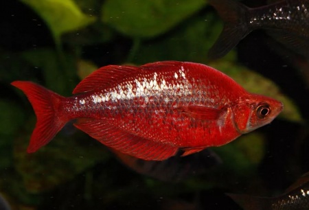 Глоссолепис красный (Glossolepis incisus)