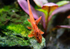 Лорикария красная (Rhineloricaria lanceolata) Сом