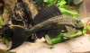 Плекостомус (Hypostomus plecostomus)  4,5-5 см.