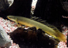 Полиптерус Сенегальский (Polypterus senegalus) 5-6 см 