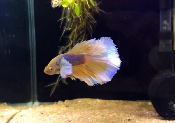 Петушок Халфмун Дамбо делтая бабочка самец (betta-dumbo-butterfly)