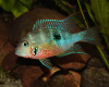 Цихлазома Элиота (Thorichthys maculipinnis, Thorichthys ellioti) 4-4,5 см