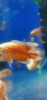 Цихлида Астронотус Красный 5 см  (astronotus-ocellatus Red)
