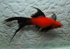 Меченосец Берлинский вильчатый (Xiphophorus helleri Red Lyretail wagtail Sword)