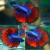 Петушок Халф Мун сине красный самец (Betta male Halfmoon bicolor red blue)