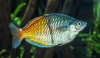 Радужница Боэсмана (Melanotaenia boesemani)