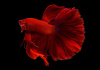 Петушок Халф Мун розохвостый красный самец (Betta male Halfmoon Rosetail red)
