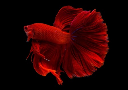 Петушок Халф Мун розохвостый красный самец (Betta male Halfmoon Rosetail red)