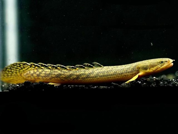 Полиптерус Пальмас  (Polypterus palmas) 12-14 см 
