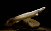 Полиптерус Сенегальский (Polypterus senegalus) 5-6 см 