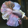Петушок ХалфМун Дамбо пурпурный самец  (betta dambo elephant ear purple)