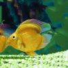 Цихлида Попугай Желтый  сердце видный (Yellow Parrot Cichlid)
