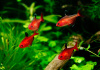 Тетра Серпас  Минор (Hyphessobrycon Callistus)