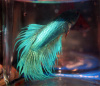 Петушок Коронохвостый зеленый самец (Betta-splendens-crown-tail-green)