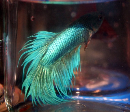 Петушок Коронохвостый зеленый самец (Betta-splendens-crown-tail-green)